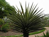 Yucca Baccata (fam Liliacees) (Colorado, Mexique) (02) (Photo F. Mrugala)